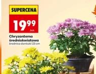 Chryzantema