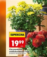 Chryzantema
