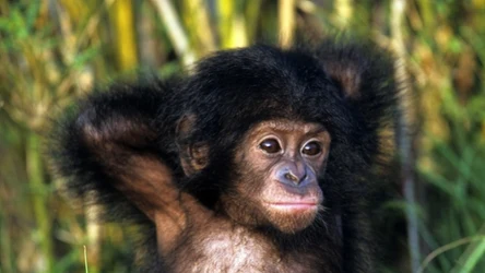 Mały bonobo to przedstawiciel tych małp człekokształtnych, które są najbliższe ludziom