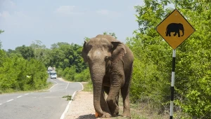 Sri Lanka ma własny gatunek słonia