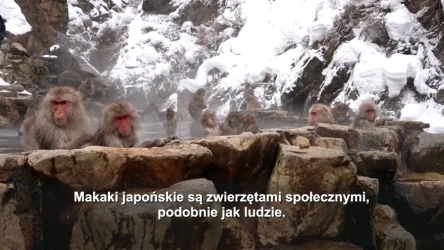 Naukowcy sprawdzili, jak makaki reagują na epidemię. Wnioski zaskakują
