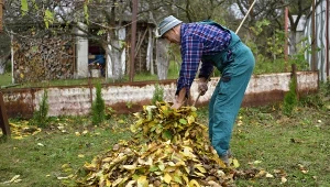 Jesienne złoto leży na trawniku. Wszystkie liście nadają się na kompost?