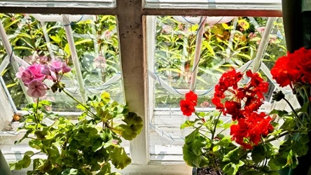 Nie masz miejsca na zimowanie pelargonii w doniczkach? Włóż je do papierowej torby.