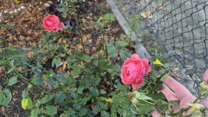 Tnij ostrożnie przed przymrozkami. Róże zniosą zimę i obsypią się kwiatami