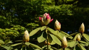 Pół wiadra pod rododendrona. Nie straci pąków cenniejszych niż złoto
