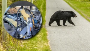 Oto co zostało z wnętrza Subaru, w którym utknął niedźwiedź czarny