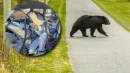 Oto co zostało z wnętrza Subaru, w którym utknął niedźwiedź czarny
