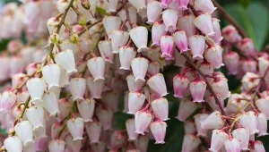 Od marca urządzi festiwal kwitnienia. Mniej kapryśny niż rododendron