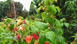 Jak sadzić krzewy jesienią? Liczy się wielkość dołka i spulchnienie gleby