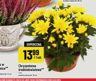 Chryzantema