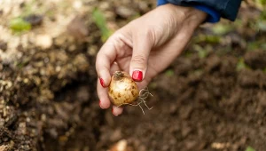 Wsyp garść do dołków przy sadzeniu żonkili. Wiosną stworzą żółte dywany