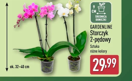 Орхідея Gardenline