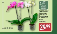 Орхідея Gardenline