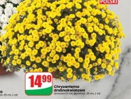 Chryzantema Polski