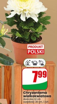 Chryzantema Polski