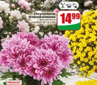 Chryzantema