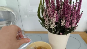 Kroję w kostkę i robię domową odżywkę. Wrzosy kwitną niemal do zimy