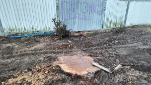 Nikt nie wiedział, że kasztanowce zostaną wycięte