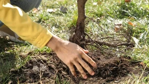 Jesienią każde drzewko owocowe się przyjmie. Sprawdzony sposób sadzenia 