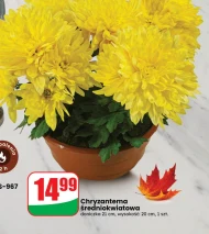 Хризантема