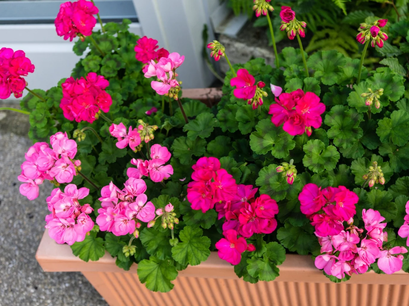 Różowe i fuksjowe pelargonie kwitnące w prostokątnej doniczce na tle zielonych liści.