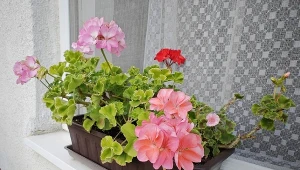 Przycinam pelargonie zasadą 3-5-7. Zagęszcza się i cudownie kwitnie