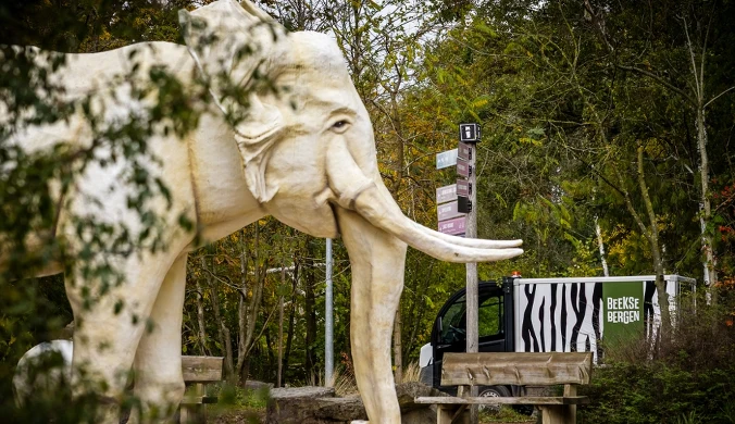 Opiekunka lampartów w holenderskim zoo zmarła kilka dni po tym jak została zaatakowana przez lamparty