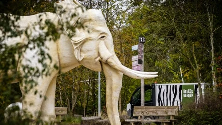 Opiekunka lampartów w holenderskim zoo zmarła kilka dni po tym jak została zaatakowana przez lamparty