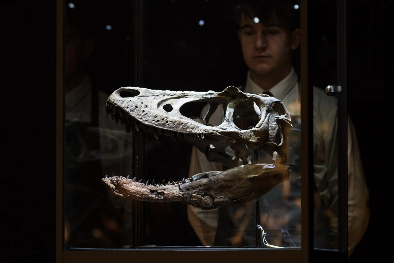Czaszka dinozaura wystawiona w szklanej gablocie, za którą stoi młody mężczyzna w białej koszuli.