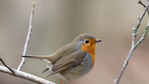 Przekopujesz jesienne grządki? Rozejrzyj się, wokół może kręcić się rudzik