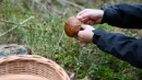 Podgrzybki rosną nawet w listopadzie. Późne okazy mają dużą przewagę