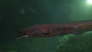 Węgorze oceaniczne gromadzą się u brzegów Tasmanii