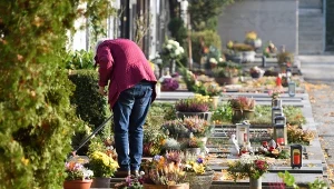 Dlaczego na cmentarzach sadzono bluszcz? Niezwykły symbol na grobach