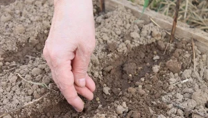 Listopadowy siew warzyw. Zbiory będą 3 tygodnie wcześniej niż zwykle