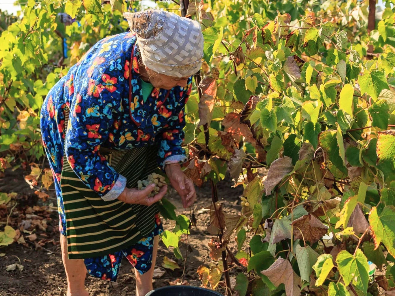 Jesienne cięcie winorośli ma ogromny wpływ na przyszłoroczny plon. Jak przeprowadzić zabieg prawidłowo? Starsza kobieta w długiej kolorowej sukience i wzorzystej chustce na głowie zbiera winogrona w jesiennym ogrodzie.