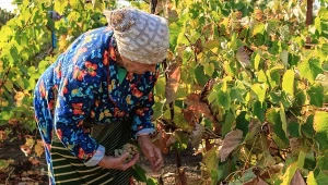 Jesienne cięcie to podstawa obfitych plonów. Pędy ugną się od słodkich gron