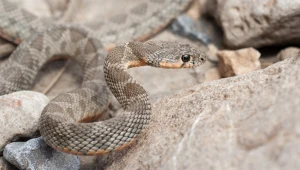 Hemorrhois hippocrepis potrafią pływać z wyspy na wyspę