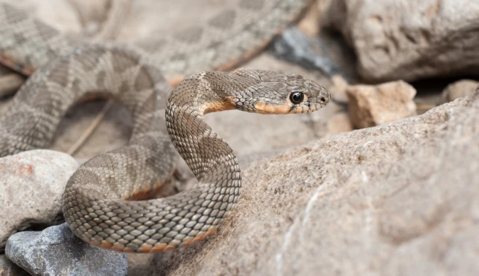 Hemorrhois hippocrepis potrafią pływać z wyspy na wyspę