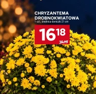 Chryzantema