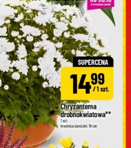 Chryzantema