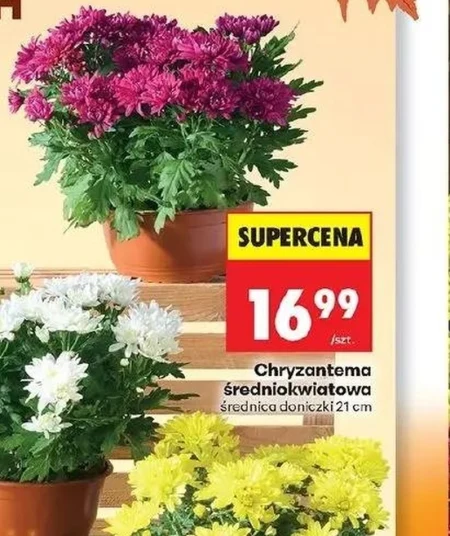 Хризантема