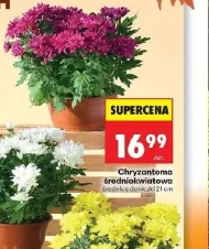 Хризантема