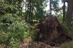 1,5 roku potrwa porządkowanie lasu w nadleśnictwie Rudy Raciborskie