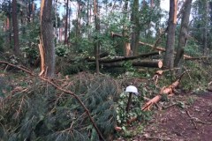 1,5 roku potrwa porządkowanie lasu w nadleśnictwie Rudy Raciborskie