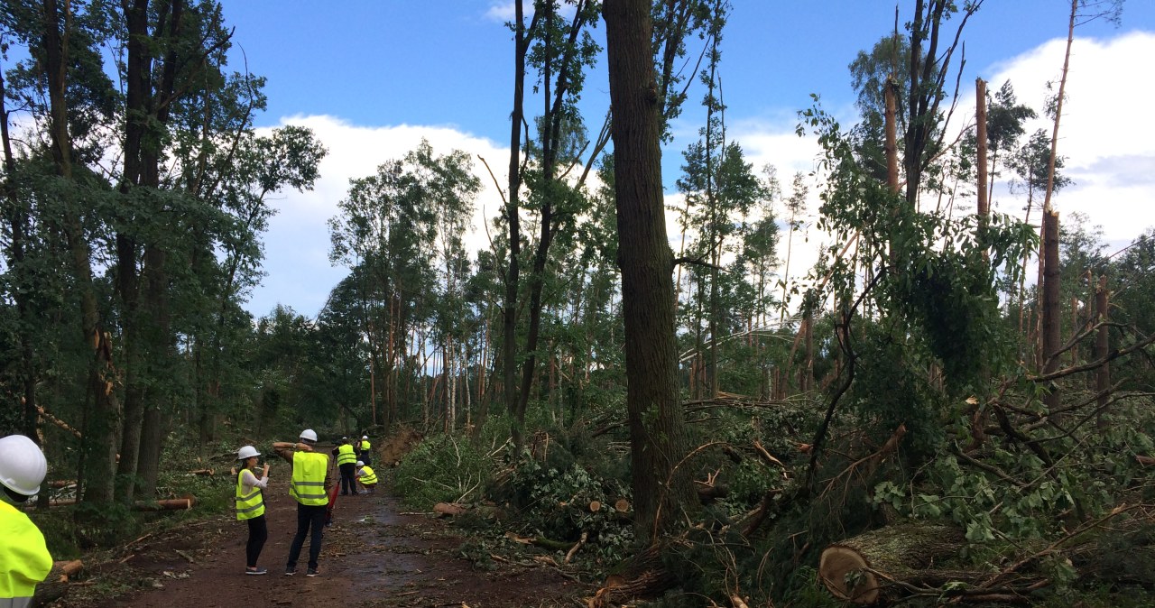 1,5 roku potrwa porządkowanie lasu w nadleśnictwie Rudy Raciborskie