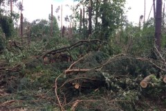 1,5 roku potrwa porządkowanie lasu w nadleśnictwie Rudy Raciborskie