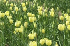 1 maja zakwitną tulipany Maria Kaczyńska