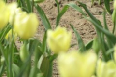 1 maja zakwitną tulipany Maria Kaczyńska