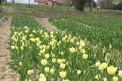 1 maja zakwitną tulipany Maria Kaczyńska