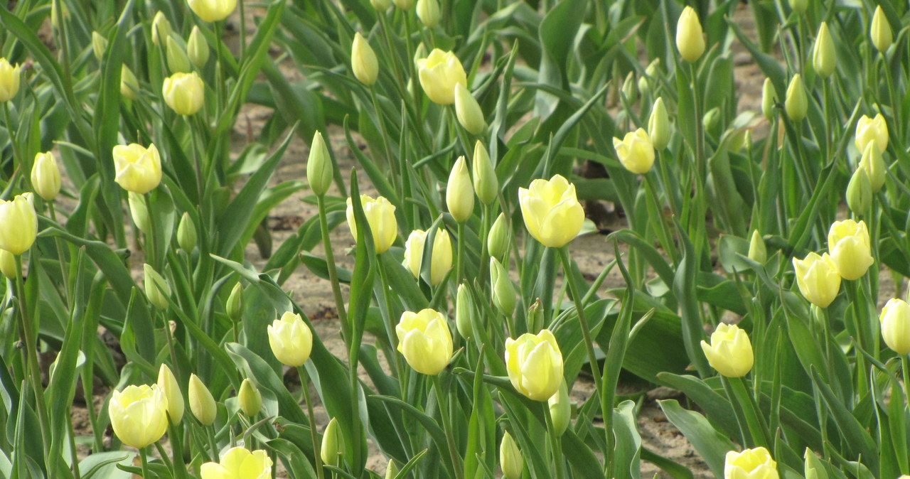 1 maja zakwitną tulipany Maria Kaczyńska